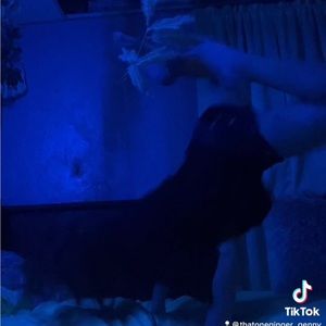 Meet your Posher, Genevieve